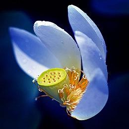 《小林家的龙女仆》游戏明年3月24发售 封面公开